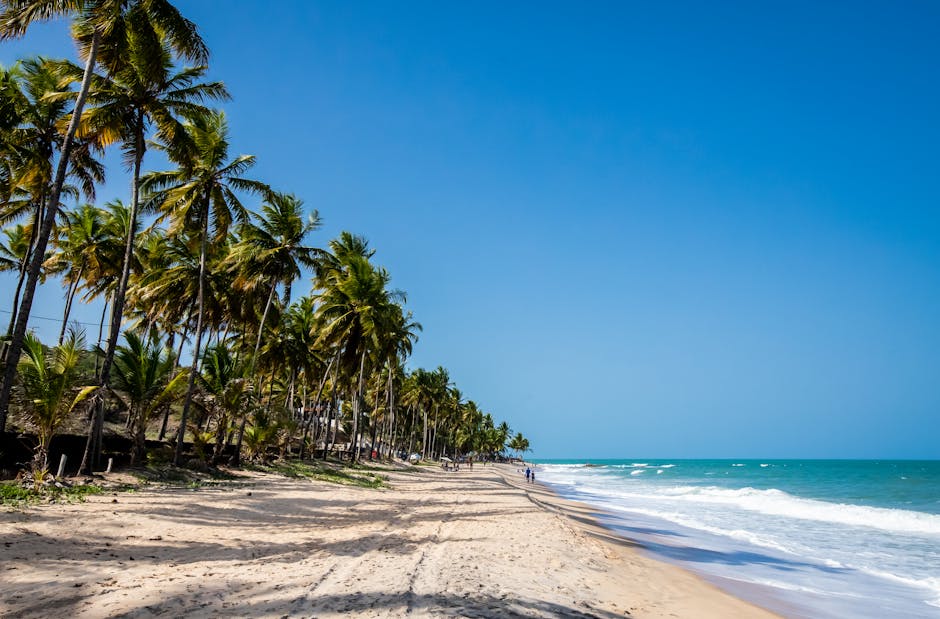 brazilian beach coconut trees clear water