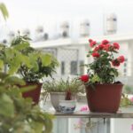 A small, well-organized balcony garden with various plants in terracotta and plastic pots, showing a cozy urban oasis.