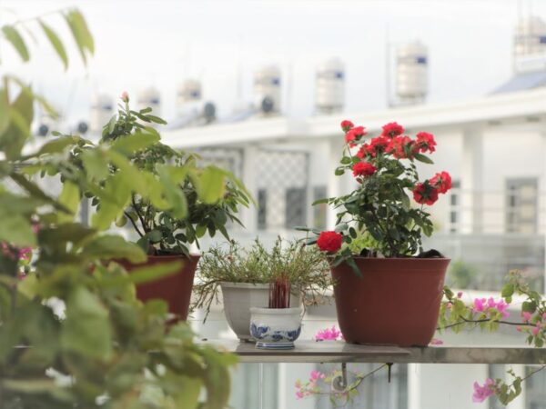 A small, well-organized balcony garden with various plants in terracotta and plastic pots, showing a cozy urban oasis.