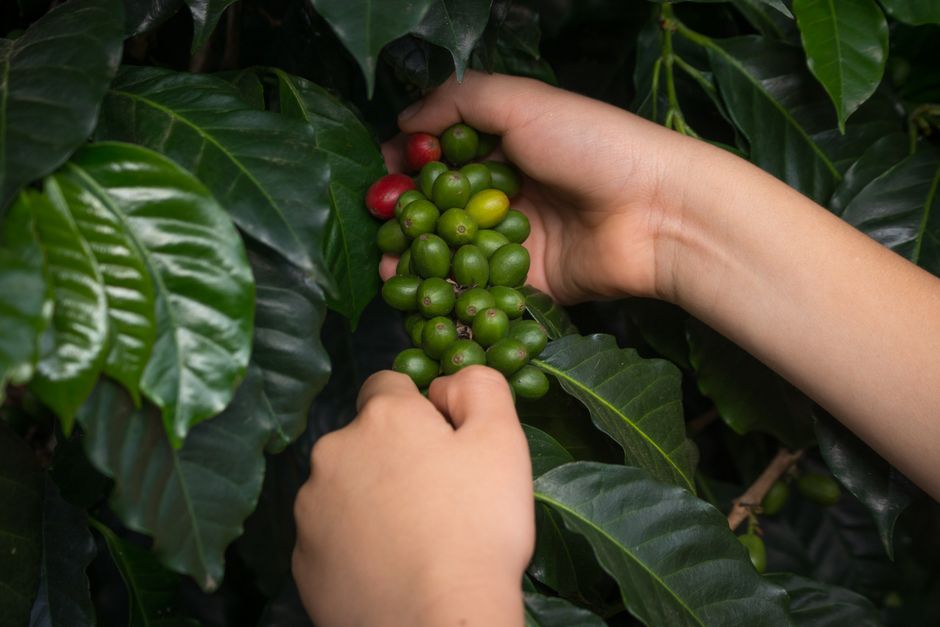 A family, including two children, participating in a coffee bean farm tour in Colombia, learning about the coffee-making process from harvesting to roasting.