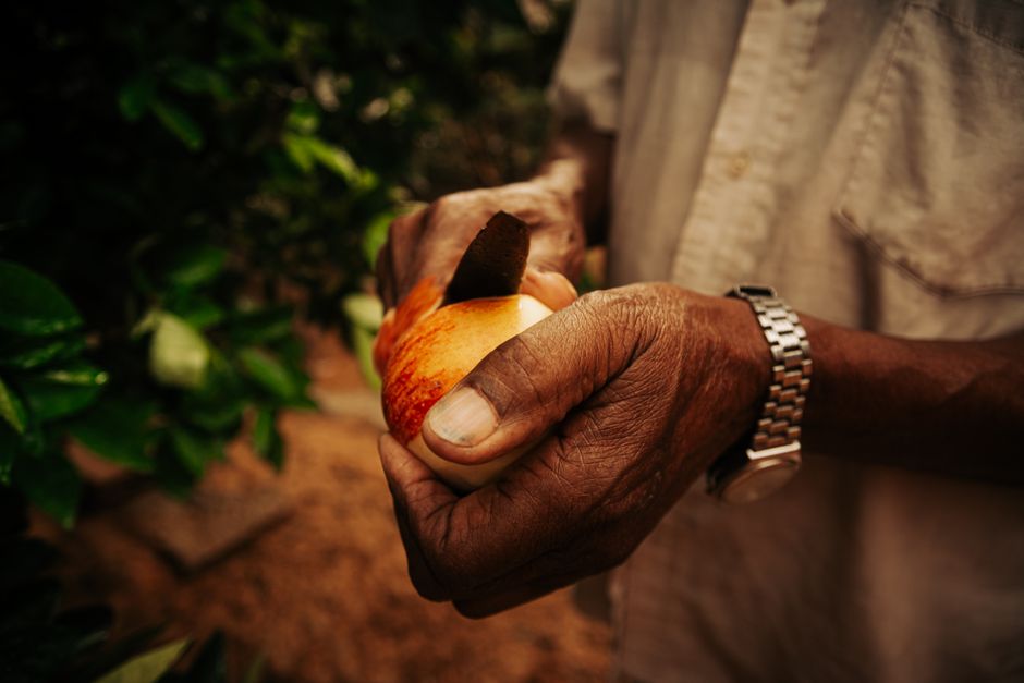 Close-up of hands peeling a fresh orange, illustrating safe fruit consumption while traveling.
