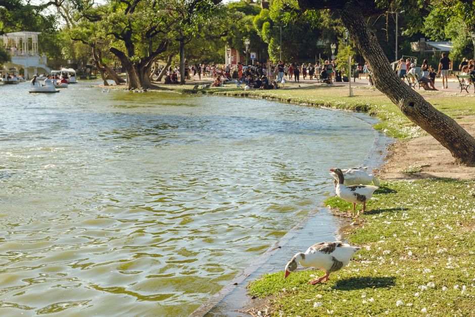 Locals enjoying paddle boats on a lake in Parque 3 de Febrero, Buenos Aires, with lush trees and buildings in the background.