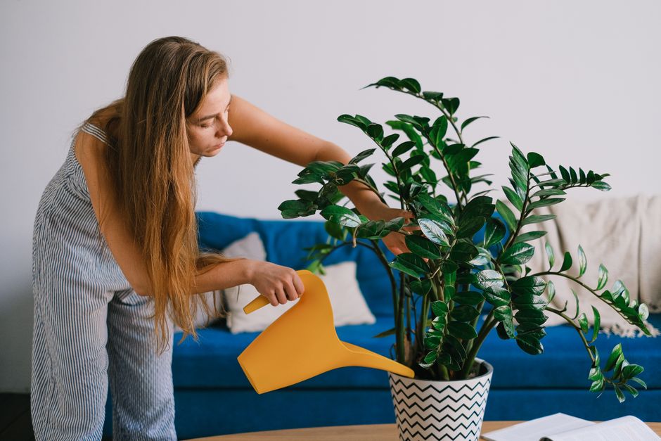 Close-up of a hand carefully watering a ZZ Plant in a stylish pot, placed in a softly lit corner of an apartment.