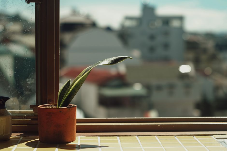 A tall Snake Plant (Sansevieria) in a minimalist pot, positioned next to a large apartment window overlooking a bustling city street.