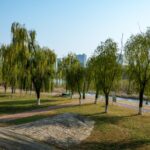 A winding paved path through a lush green urban park with mature trees, ideal for a morning walk.
