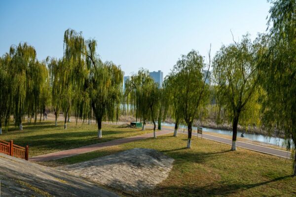 A winding paved path through a lush green urban park with mature trees, ideal for a morning walk.
